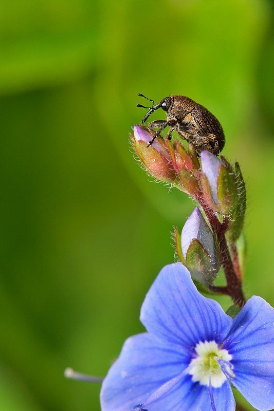 nikon, d7000, macro, close-up, nature, insect, insecta, coleoptera, curculionidae, weevil, слоник, долгоносик, макро, природа, насекомое Про слона и баобабphoto preview