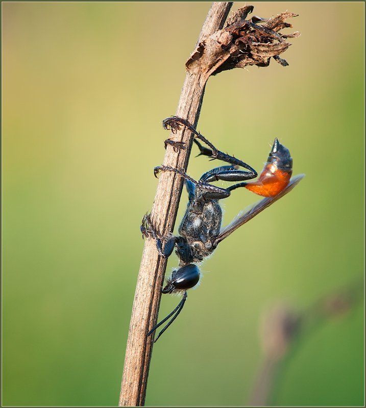 Стриптиз.photo preview