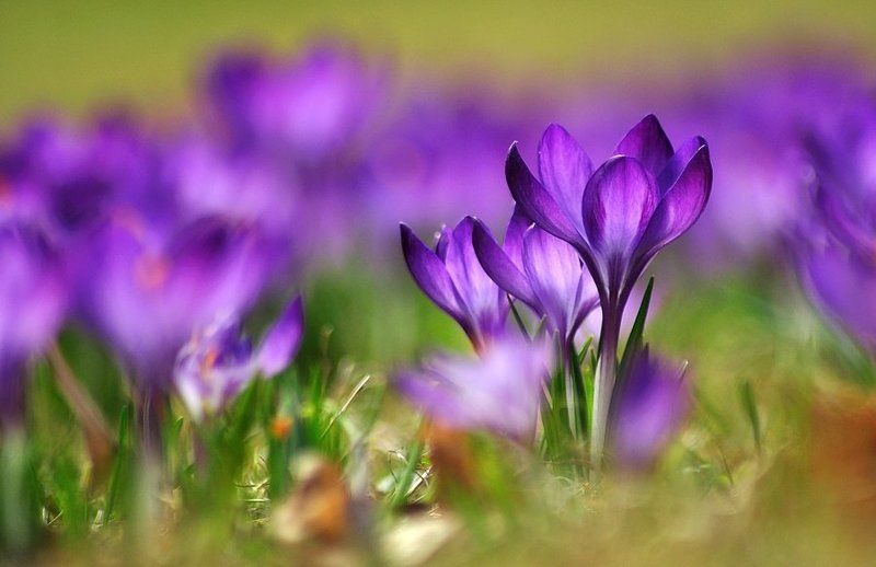 Kрокусов ;-)photo preview