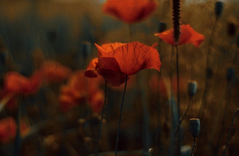 поле,маки,вечер,ветер,лето. Вечерняяphoto preview