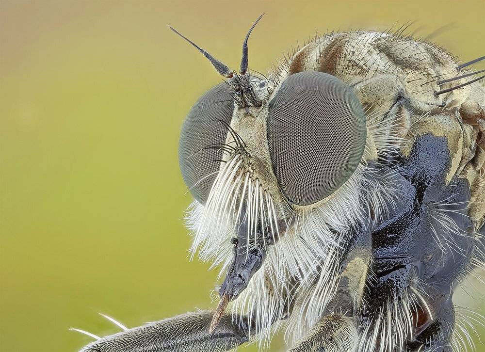 pu5z3k, poland, macro, Rados?aw Pusz