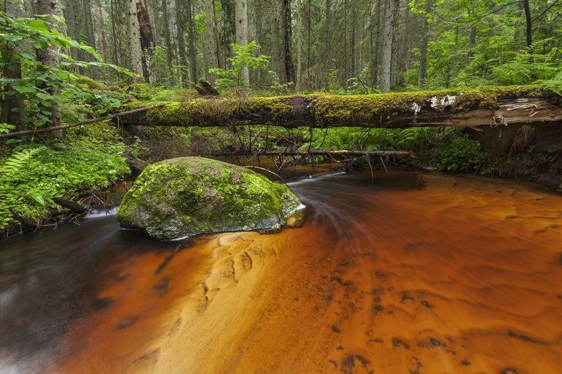 из жизни ручейкаphoto preview