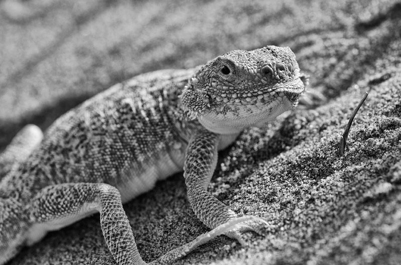 nikon, d7000, lizard, agama, macro, nature, animal, kazakhstan, круглоголовка, ящерица, пустыня, фотоохота Маленький дракон пустыниphoto preview