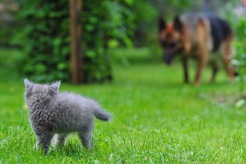 кот, котенок, собака, опасность dangerphoto preview