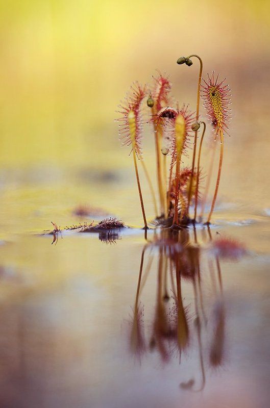 росянка, макропейзаж в мутном зеркалеphoto preview