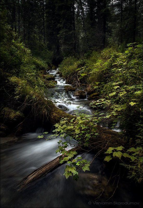 Лесной ручей фото превью