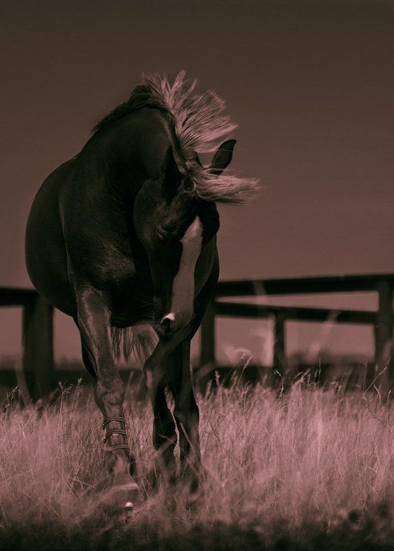 истиная леди арабкаphoto preview