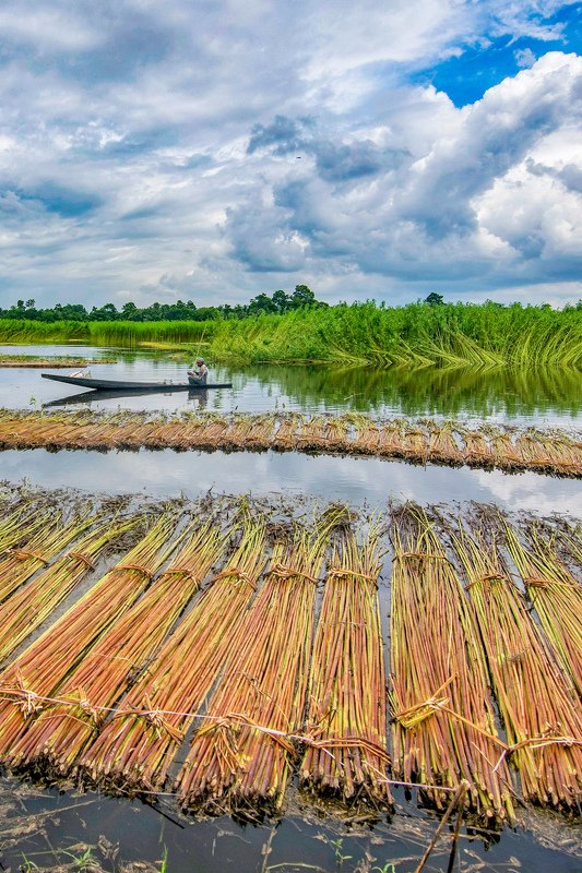 Jute Agriculturalphoto preview