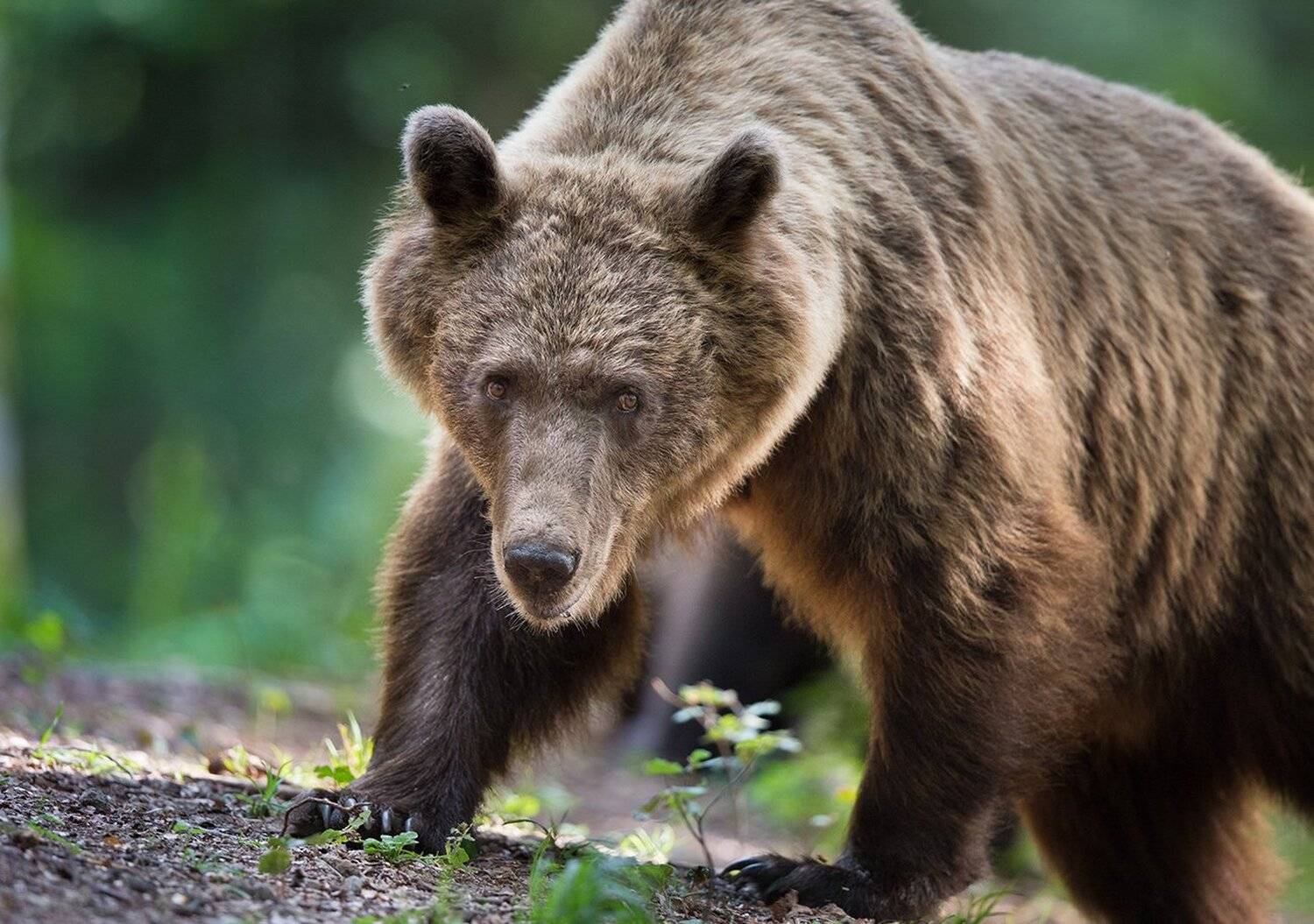 Ursus arctos. Автор: Budimir Jevtic , Budimir Jevtic