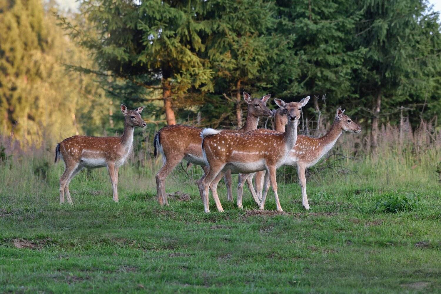 лес,олени,пятнистые, Виталий Полуэктов