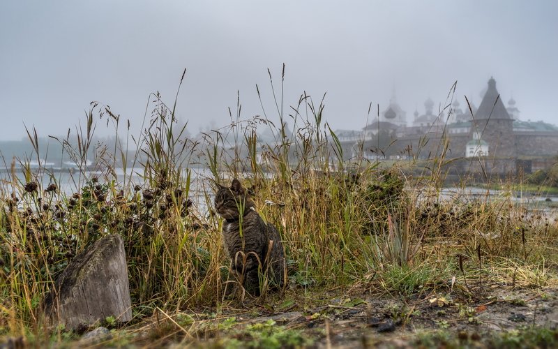 соловки, соловецкие острова, утро, туман, монастырь, спасо-преображенский монастырь, кот, трава, ник васильев, засада, животные В засаде.photo preview