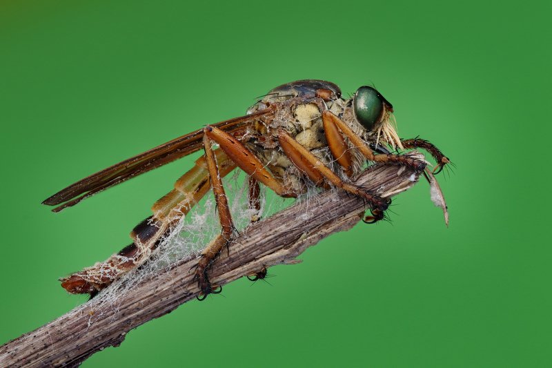robberfly Handheld Focus stacking  Robber flyphoto preview