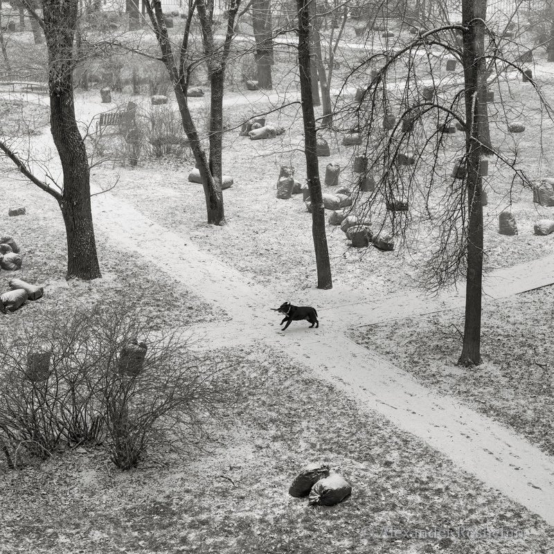 двор, зима. снег. деревья, собака, начало, холод, мороз, бодрость Предзимьеphoto preview