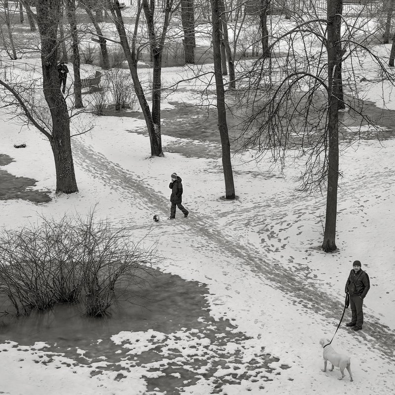 зима. снег, оттепель, двор, деревья, вода, таять, собака, люди, прогулки Оттепельphoto preview
