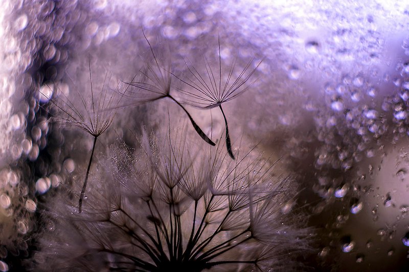 Про одуванчик.photo preview