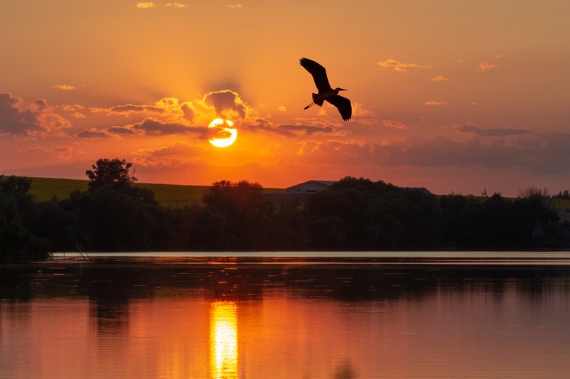 sunset bird landscape outdoors water lake reflections Heron in the skyphoto preview