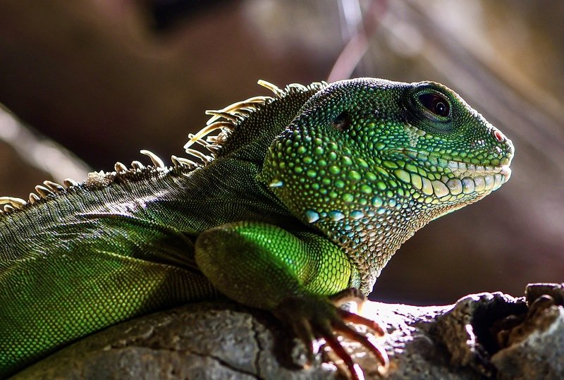 Ms Greenphoto preview