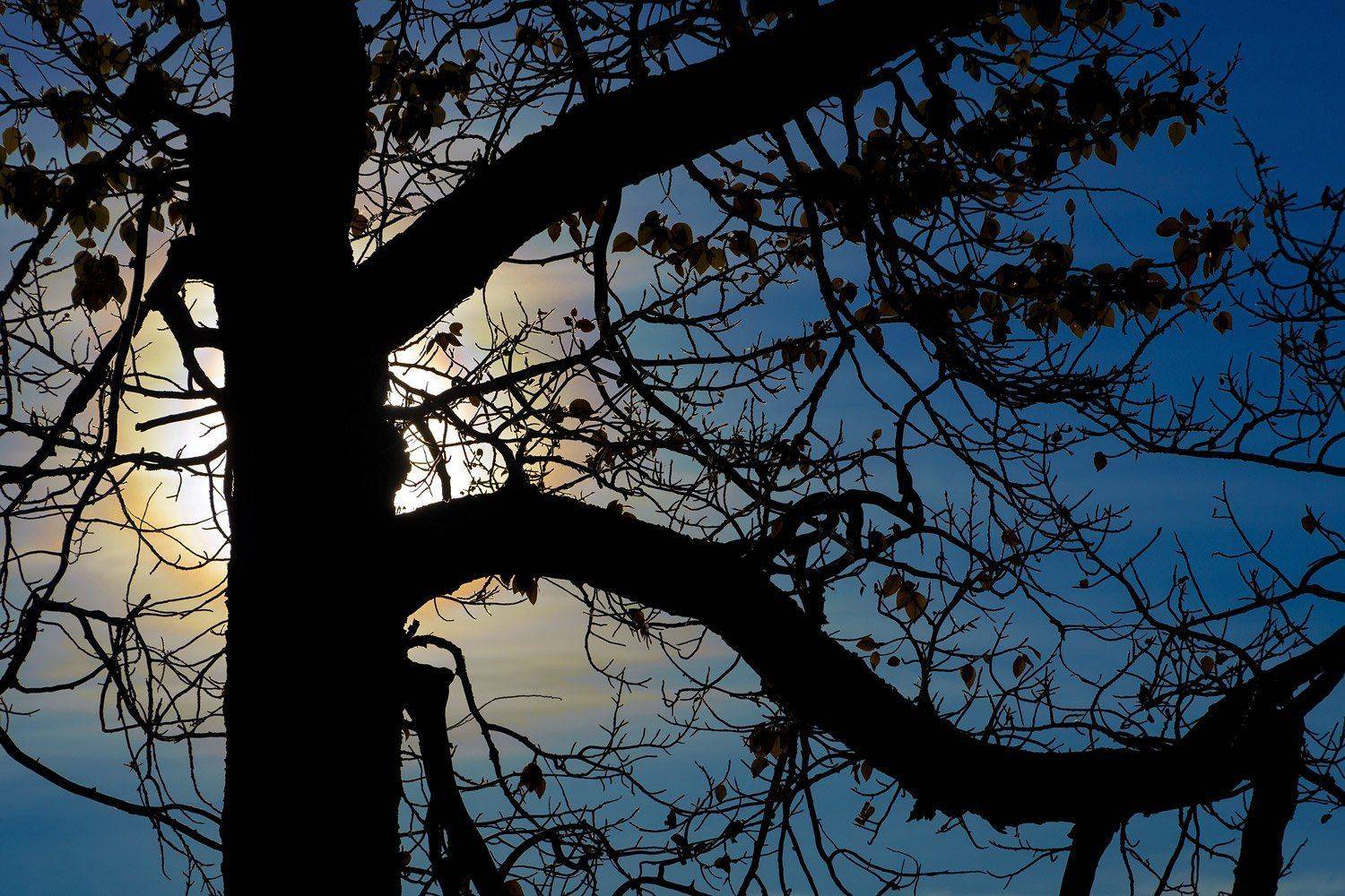 Тополя на Кызылчине. Автор: Джазатор алтай, кызылчин, марс, осень, солнце, тополь, природа, Джазатор