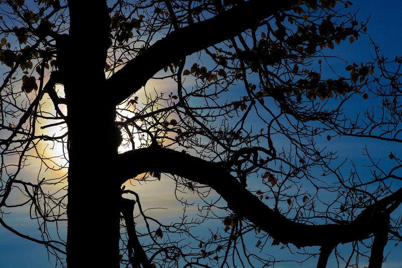 алтай, кызылчин, марс, осень, солнце, тополь, природа Тополя на Кызылчинеphoto preview