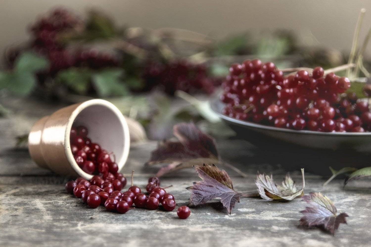 осень, калина, красный, дерево, Инна Грицик