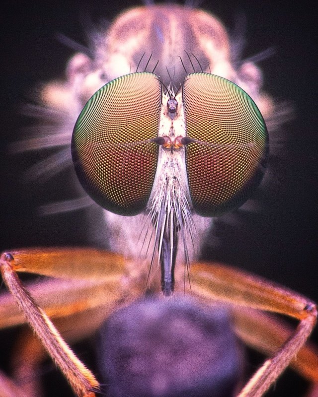 macro photography Close encounter Robber Flyphoto preview