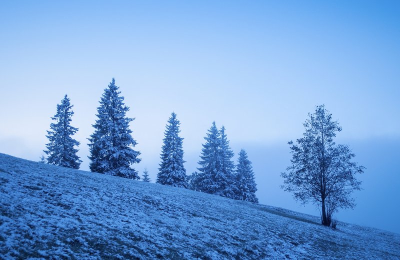 Утренняя туманно-снежнаяphoto preview