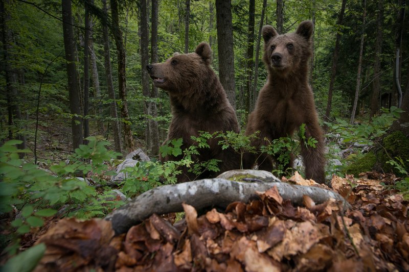 Mama and her cubphoto preview