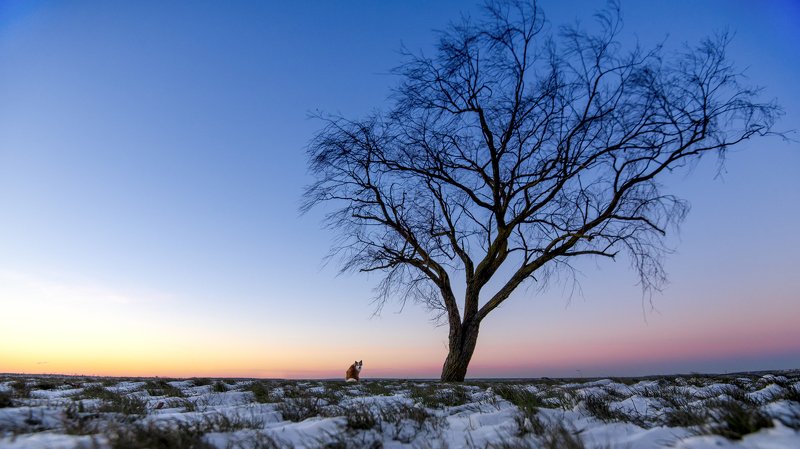 sunset, Icelandic sheepdog, sunset Naskurphoto preview