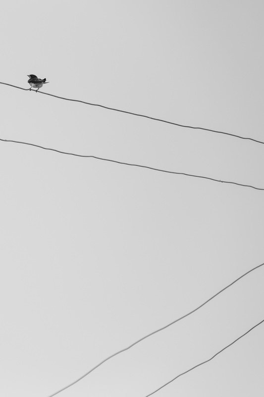 mohib ali photography Lonelinessphoto preview