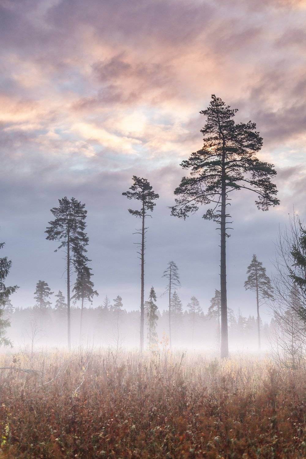 , Элина Хван