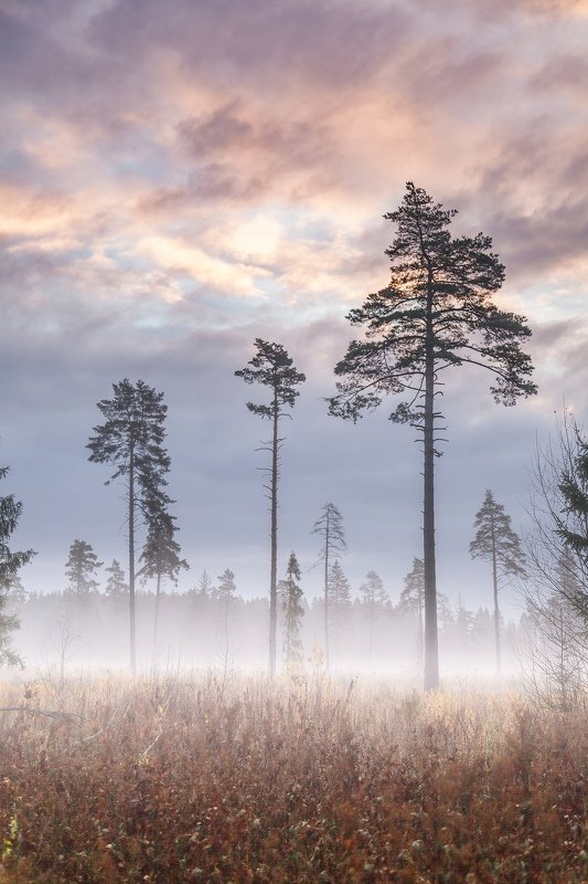 Три сосныphoto preview