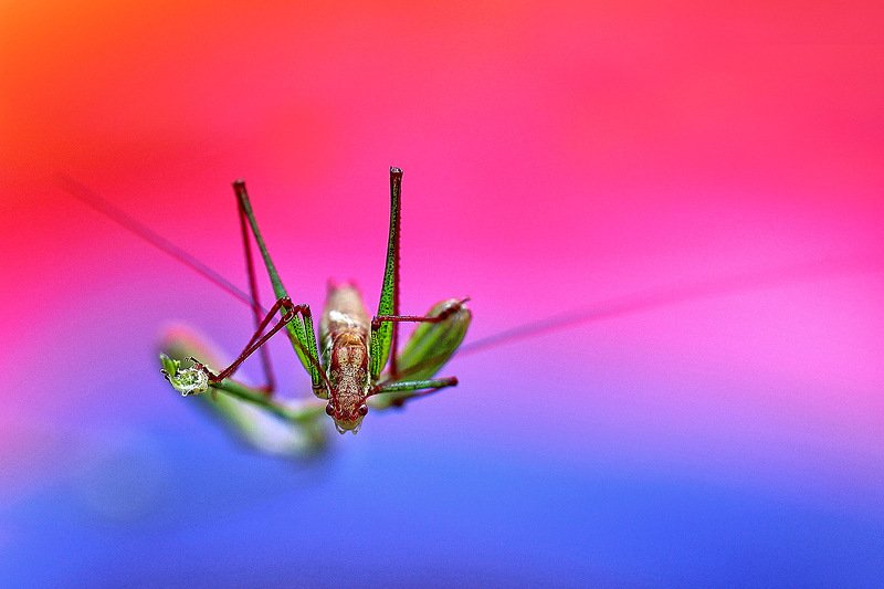 южный, урал, губерля орск, новотроицк Макро Цвет.photo preview