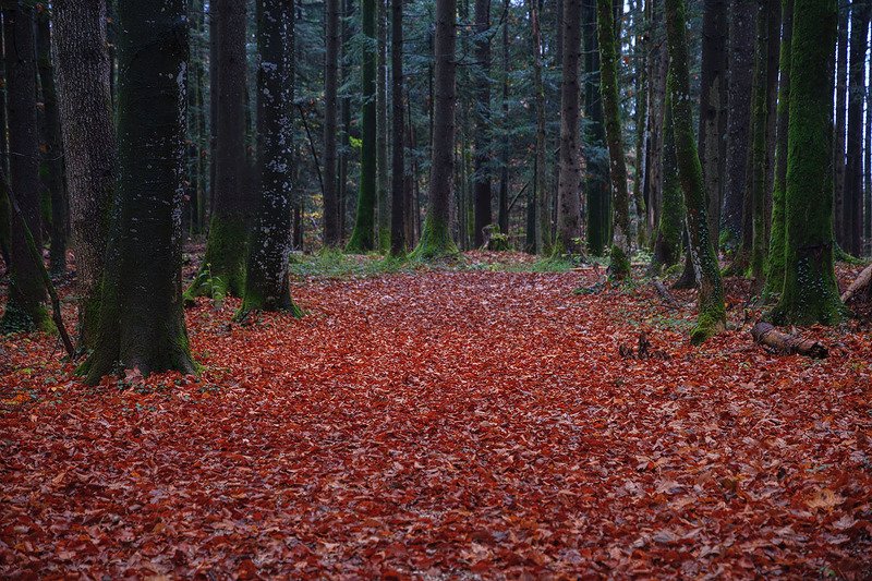 Осенний лесphoto preview