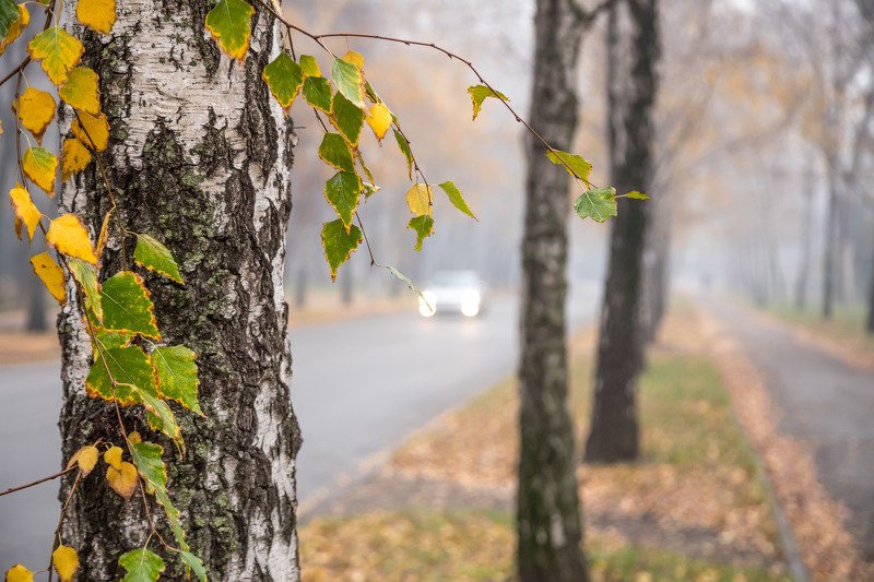И золотеющая осень, в берёзах убавляя сок... фото превью