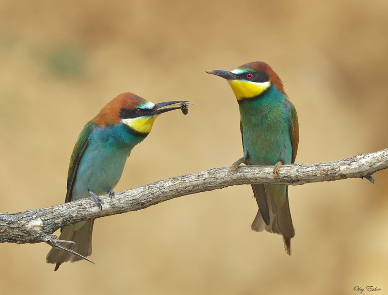 птицы, золотистые щурки, брачные отношения Ах отстаньте, я замужемphoto preview