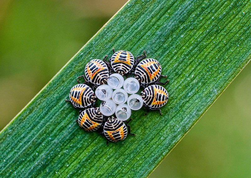 The Body Guardsphoto preview