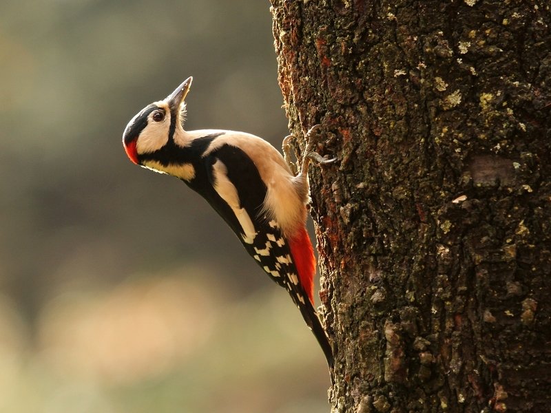 Dendrocopos majorphoto preview