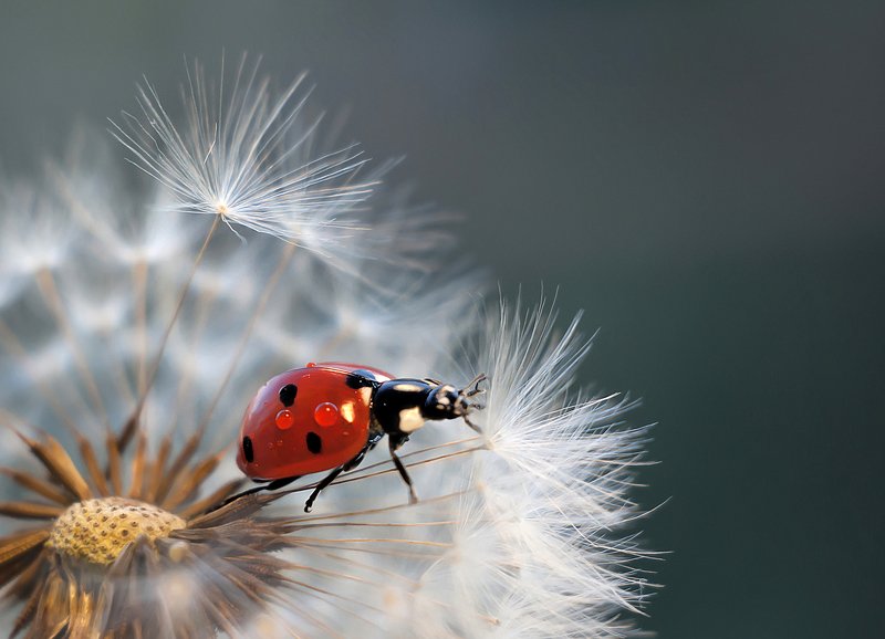 макро божья коровка одуванчик На пушинкеphoto preview