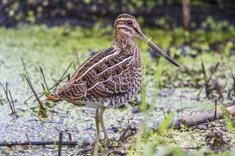 Дупель, Gallinago media Дупельphoto preview