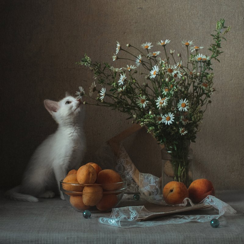 натюрморт, still life, кошка, животные, цветы, ромашка Натюрморт с кошкой и ромашками фото превью