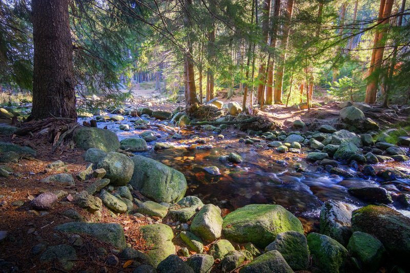 река, лес, солнце, осень Горная рекаphoto preview