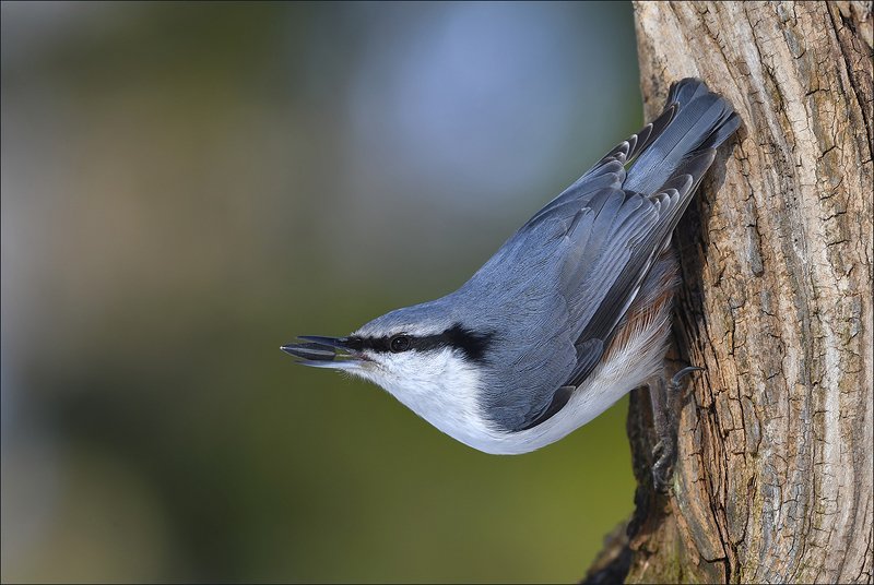 поползень С добычей...photo preview