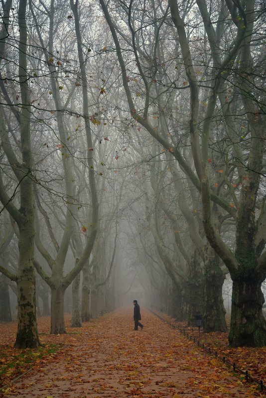 детектив walk autumn fall alley trees path road poland tree mist foggy morning детективphoto preview