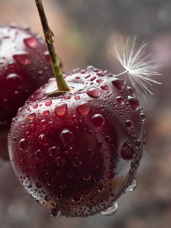 макро капля черешня одуванчик Капли. Одуванчик. Черешняphoto preview