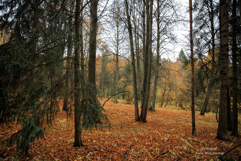 Осенний лесphoto preview