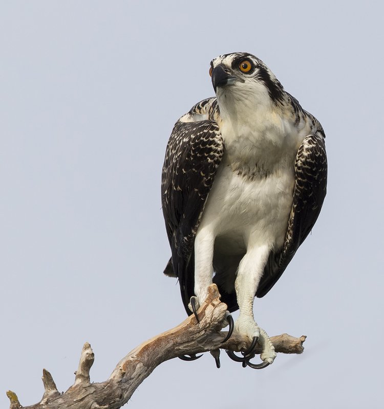 скопа, osprey, florida, флорида, хищные птицы Young Osprey - Скопаphoto preview