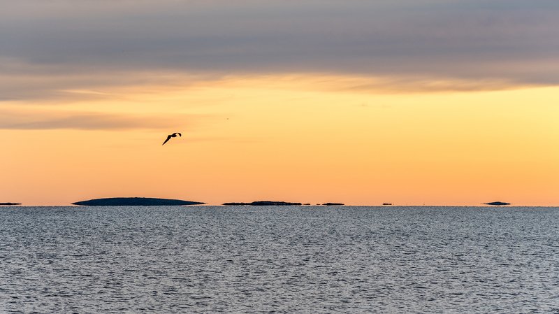 соловки, остров, соловецкие острова, утро, белое море, летучие острова, чайка, кемь Летучие острова.photo preview