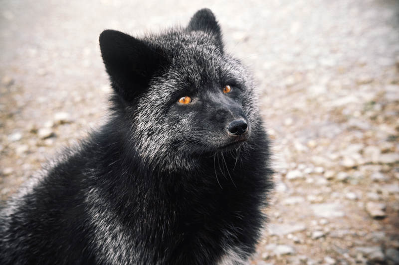 лиса животные  Чернобурычphoto preview