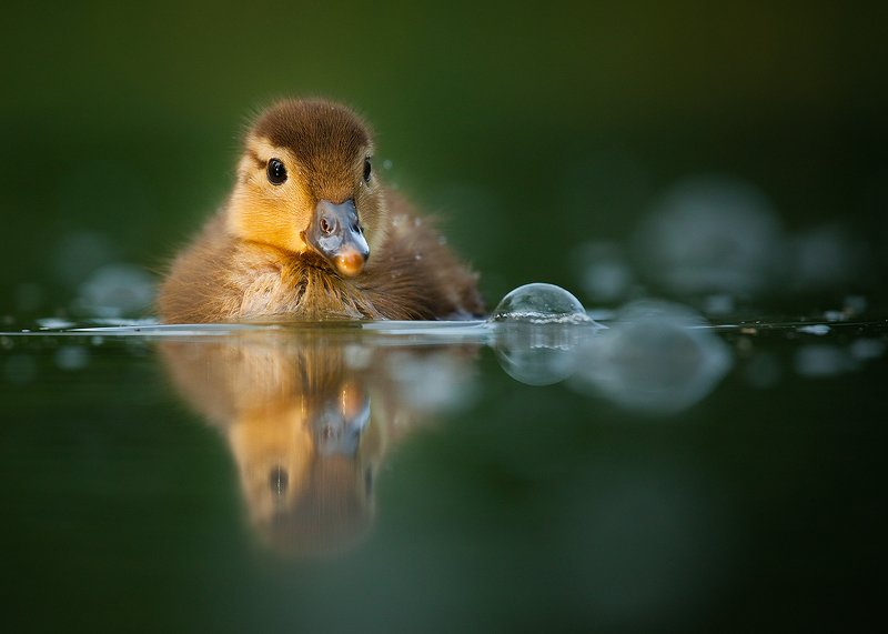 Duclingphoto preview