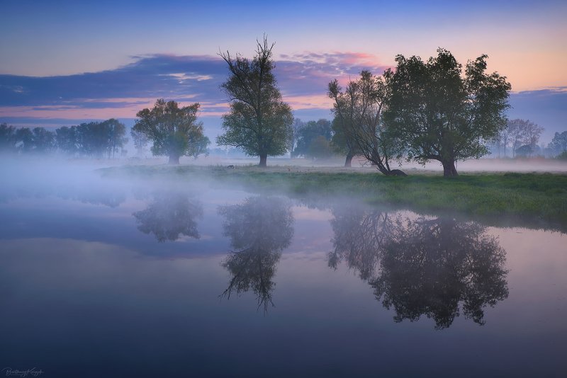 ner, morning, dawn, spring, fog, willow, trees, river, nature photo preview